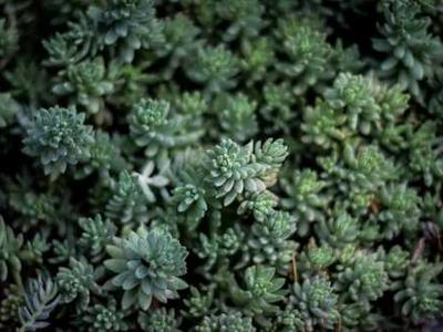 Spiderlight by Adrian Tchaikovsky